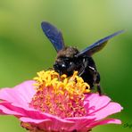 Wilder Besuch im Garten