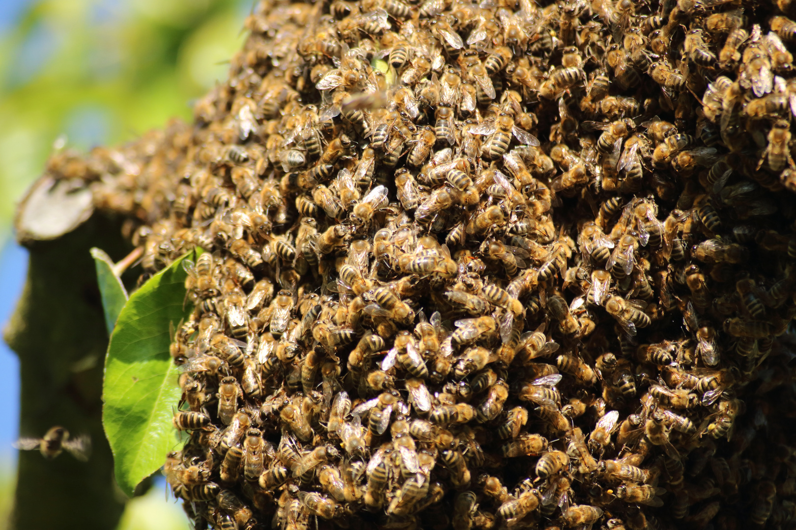 Wilder Bienenstock Foto Bild Bienen Fruhling Natur Bilder Auf Fotocommunity