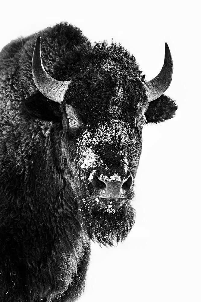 Wilder Bison