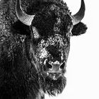 Wilder Bison