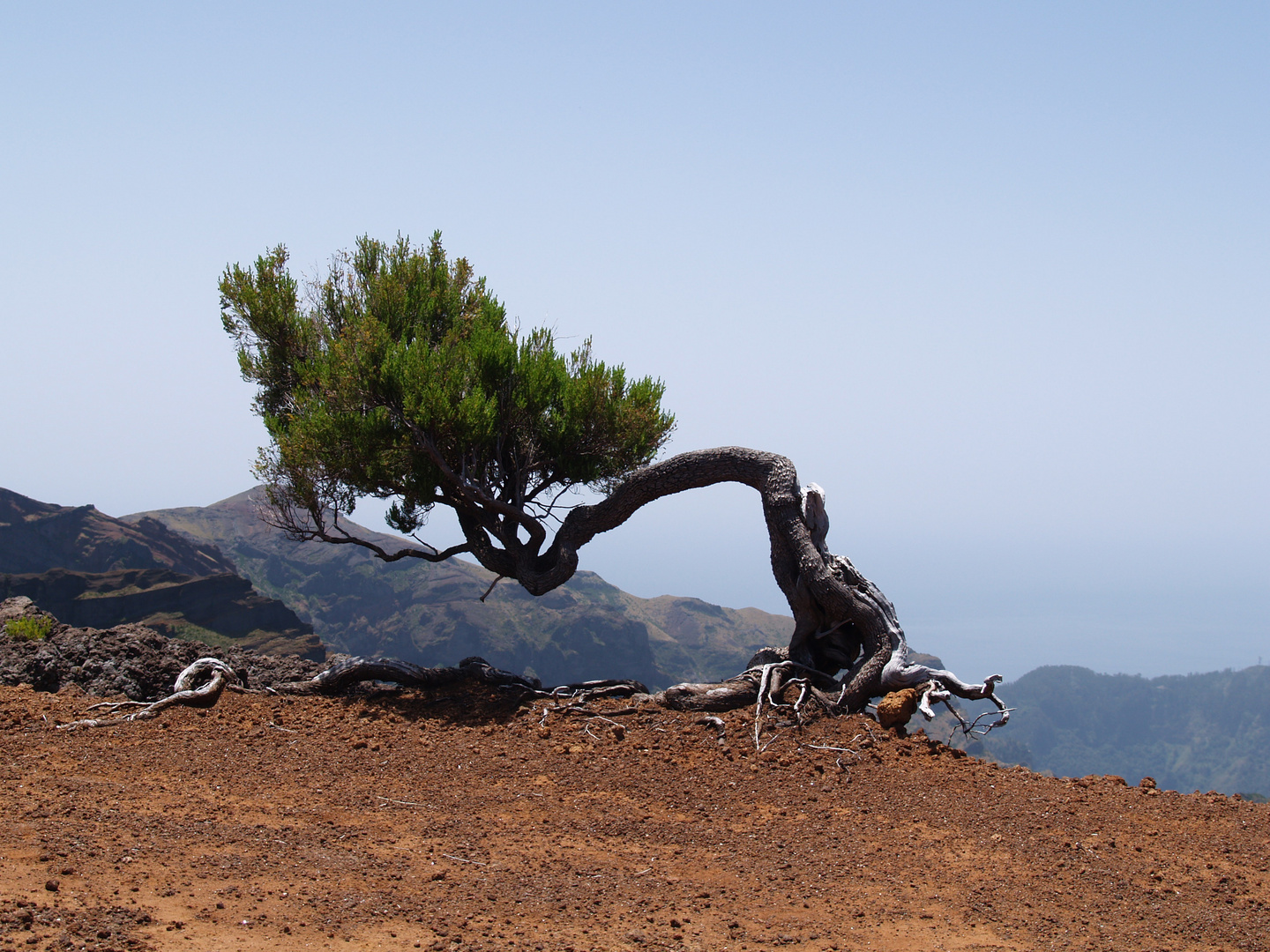 Wilder Bonsai