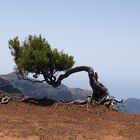 Wilder Bonsai