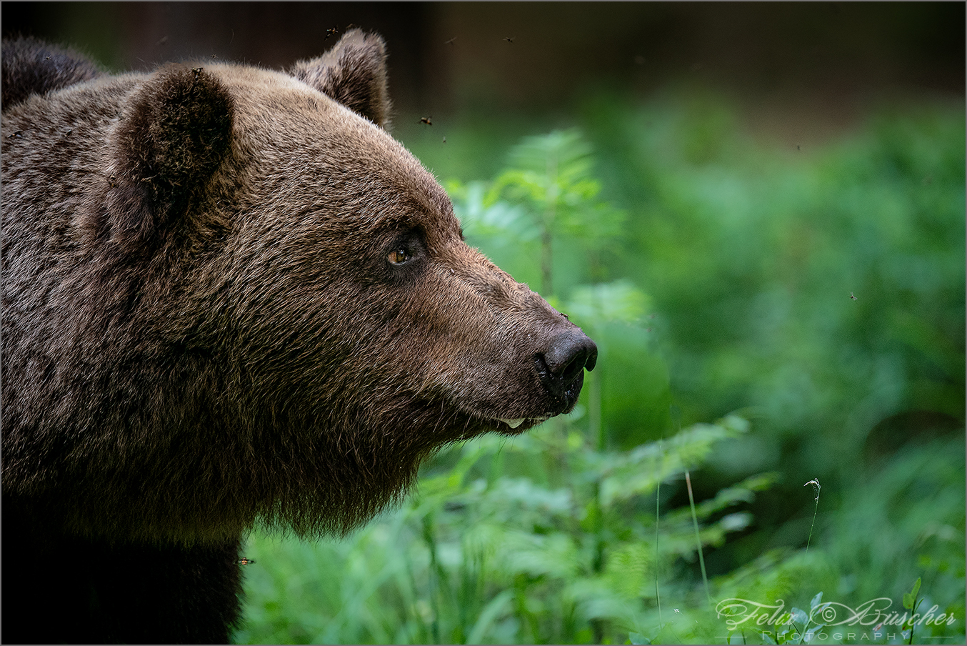 Wilder Braunbär