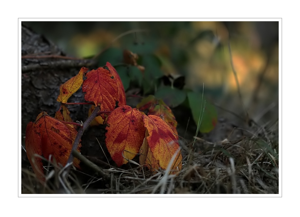 wilder bunter Waldherbst