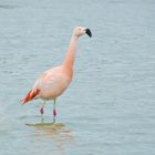 Wilder Chile Flamingo