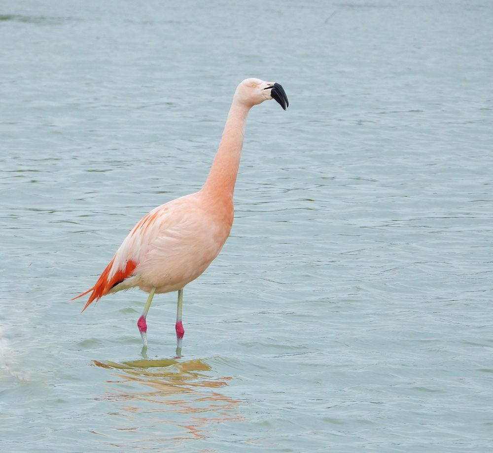 Wilder Chile Flamingo