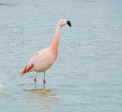 Wilder Chile Flamingo