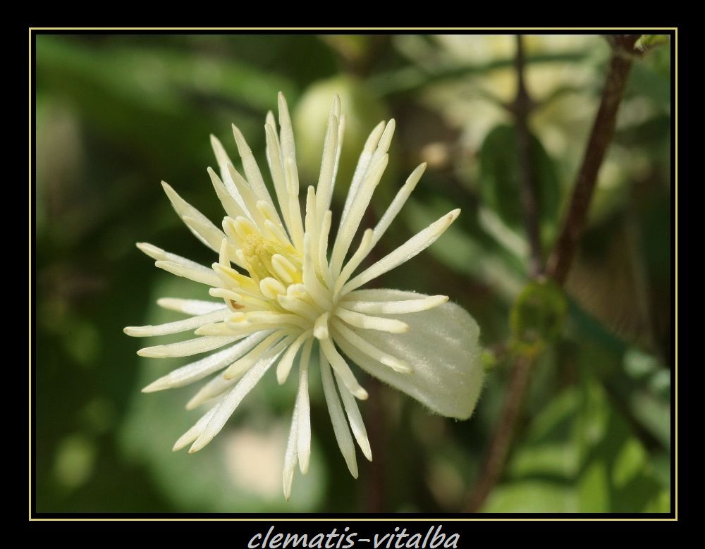 Wilder Clematis I