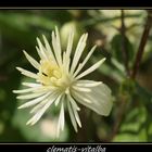 Wilder Clematis I