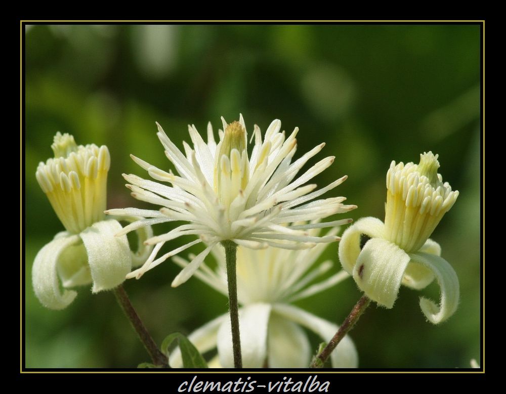 Wilder Clematis II