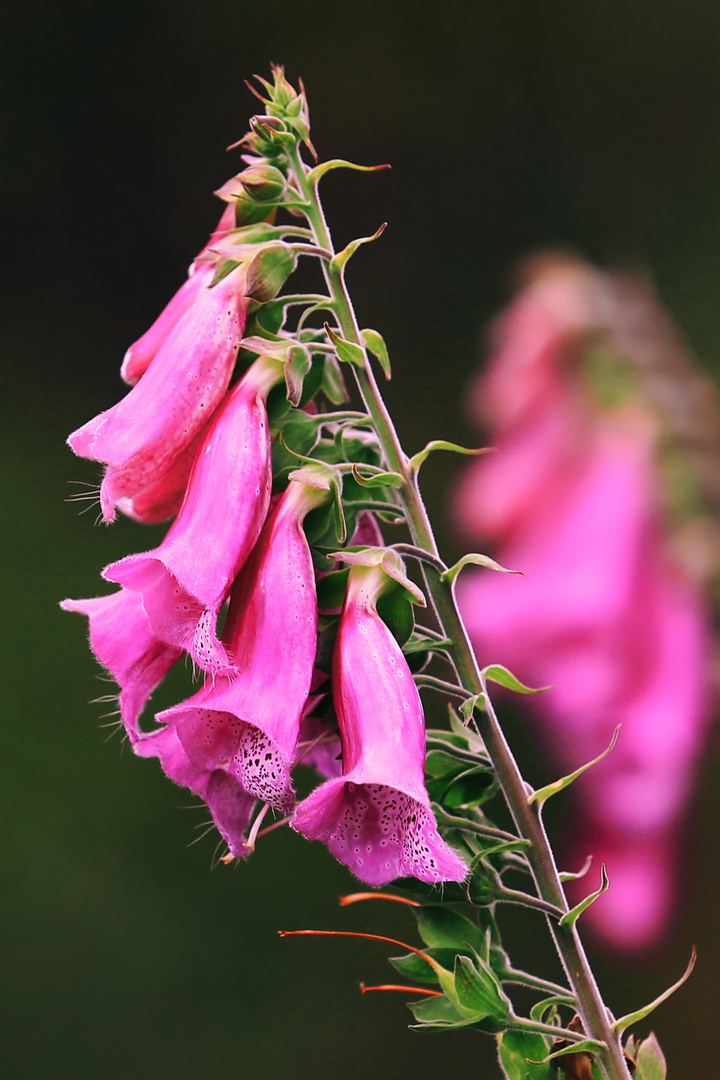 Wilder Digitalis