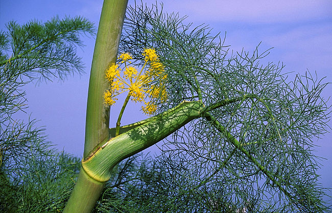 Wilder Dill auf Sizilien