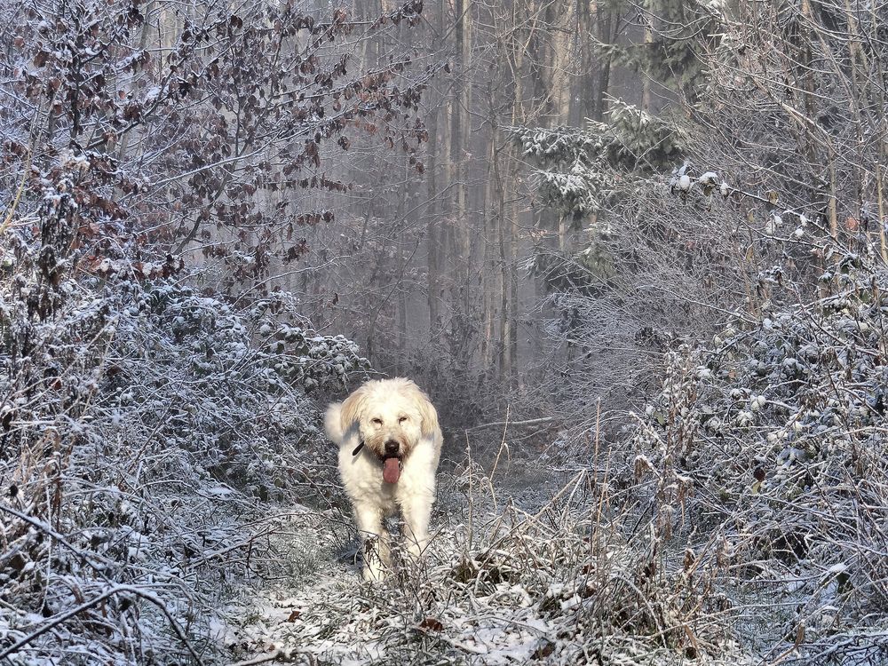 Wilder Eisbär in Deutschland