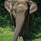 wilder Elefant