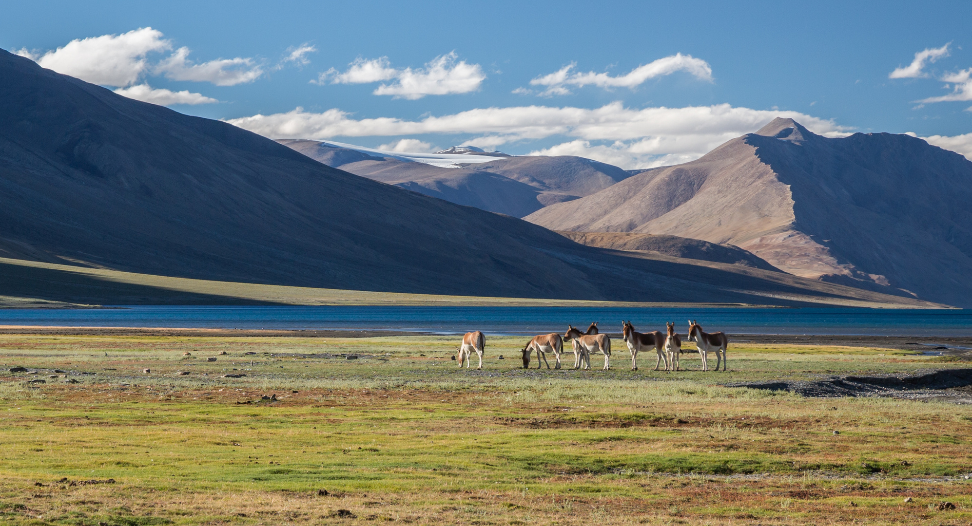 Wilder Esel in der Nähe des Tso Moriri-Sees in Ladakh, Indien gesichtet