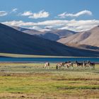 Wilder Esel in der Nähe des Tso Moriri-Sees in Ladakh, Indien gesichtet