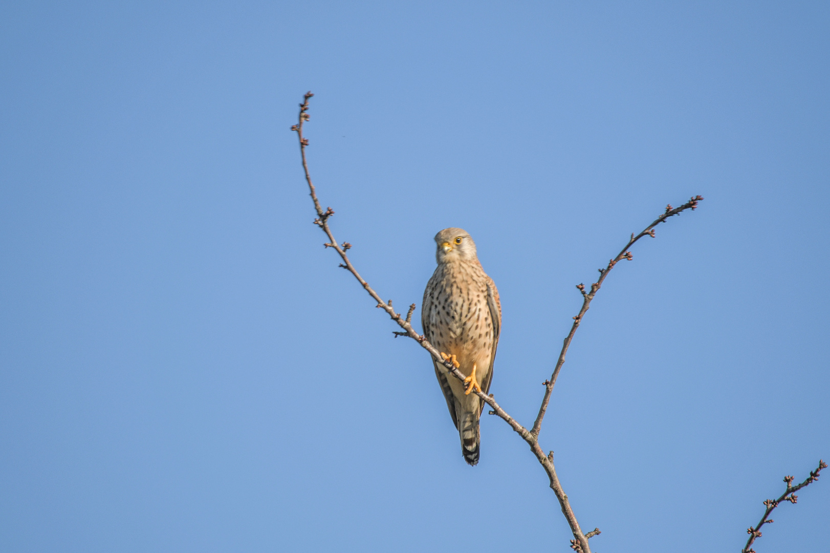 Wilder Falke im Ansitz