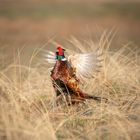 Wilder Fasan auf Röm am Ostersonntag 