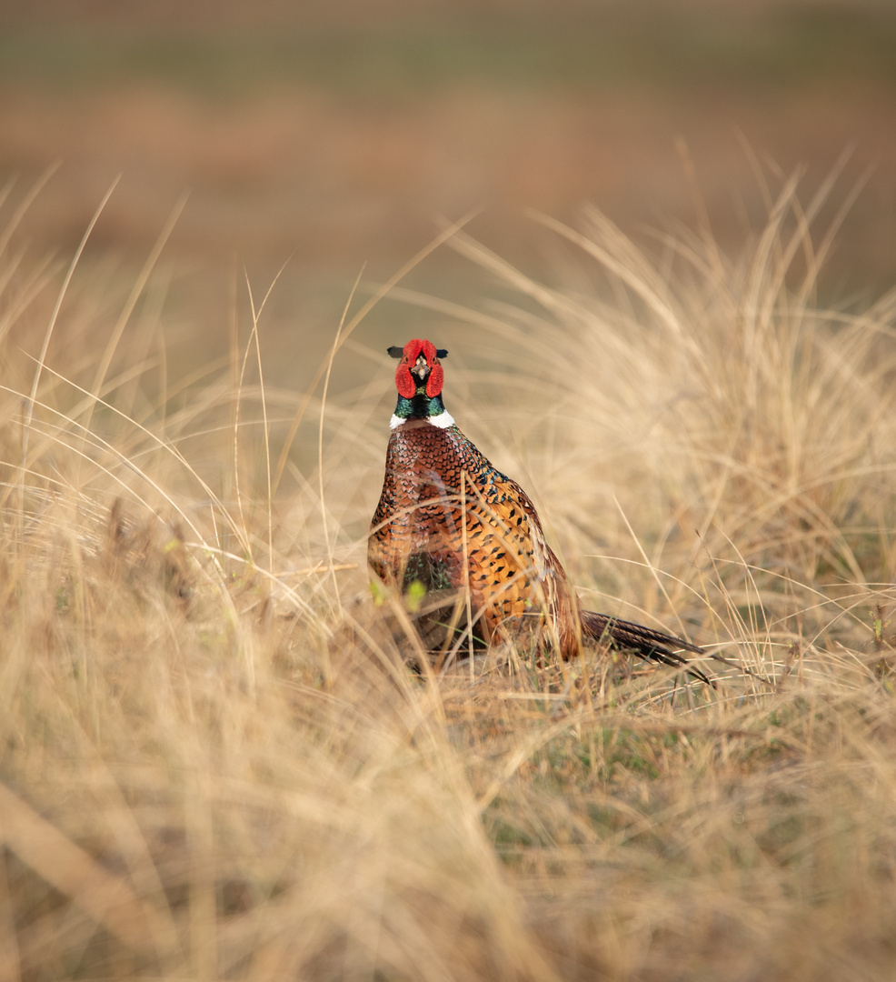 Wilder Fasan auf Röm am Ostersonntag 