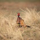 Wilder Fasan auf Röm am Ostersonntag 