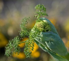 Wilder Fenchel