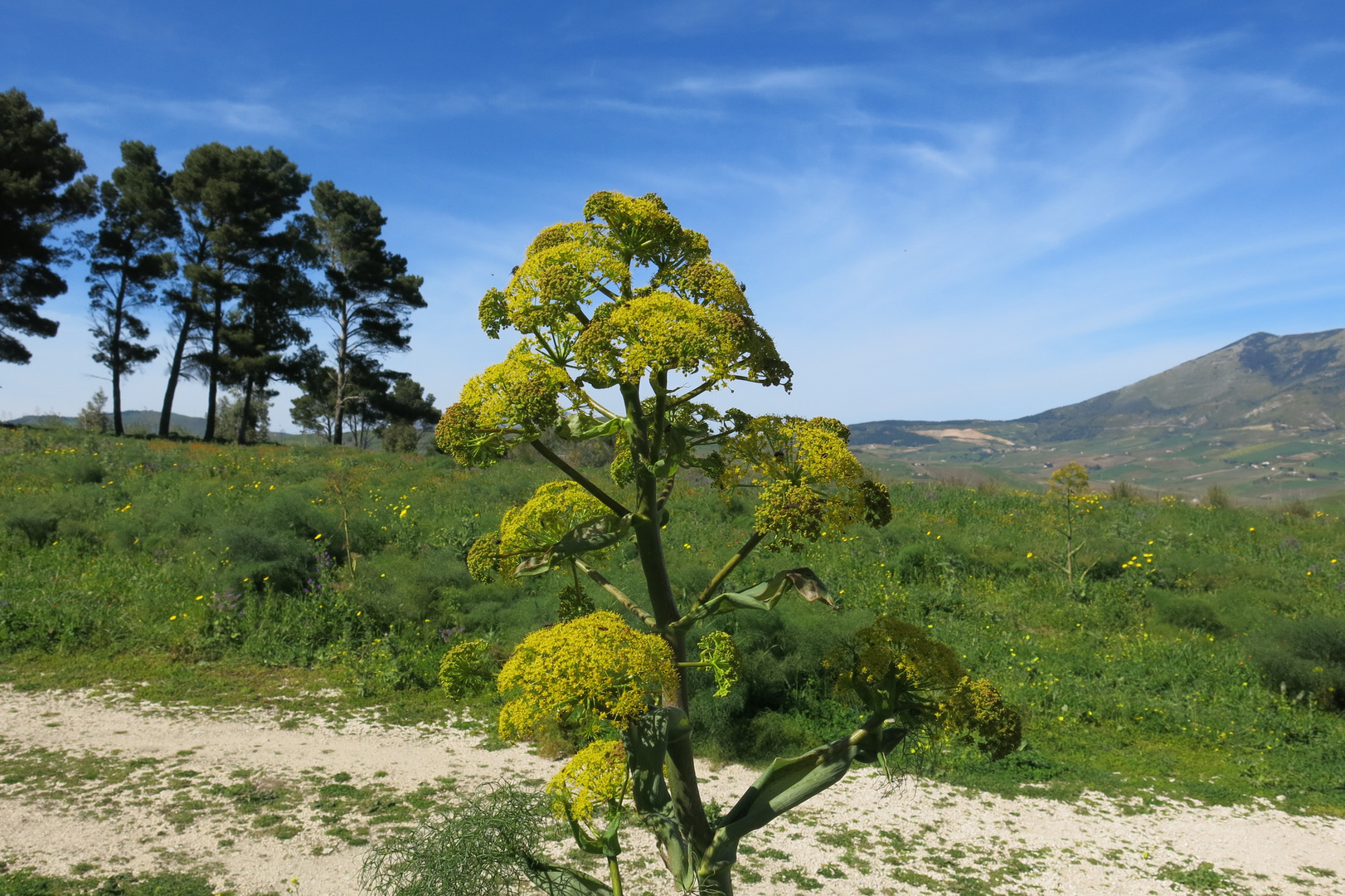 Wilder Fenchel