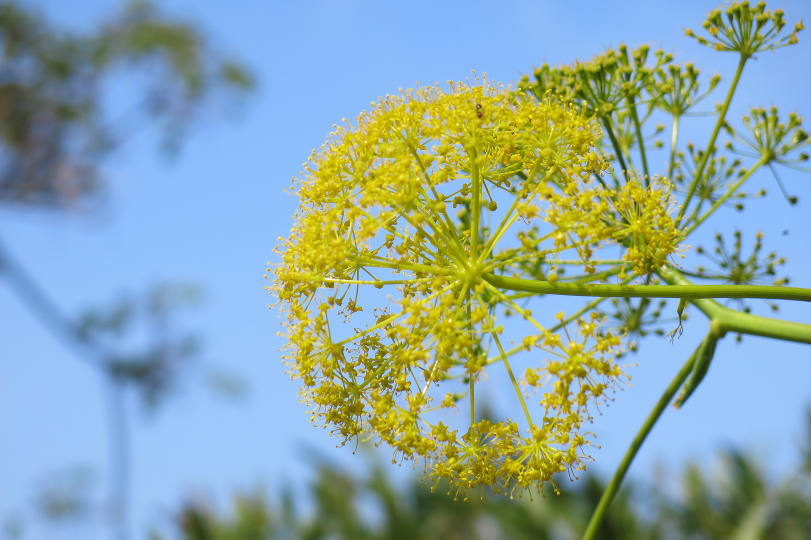 Wilder Fenchel