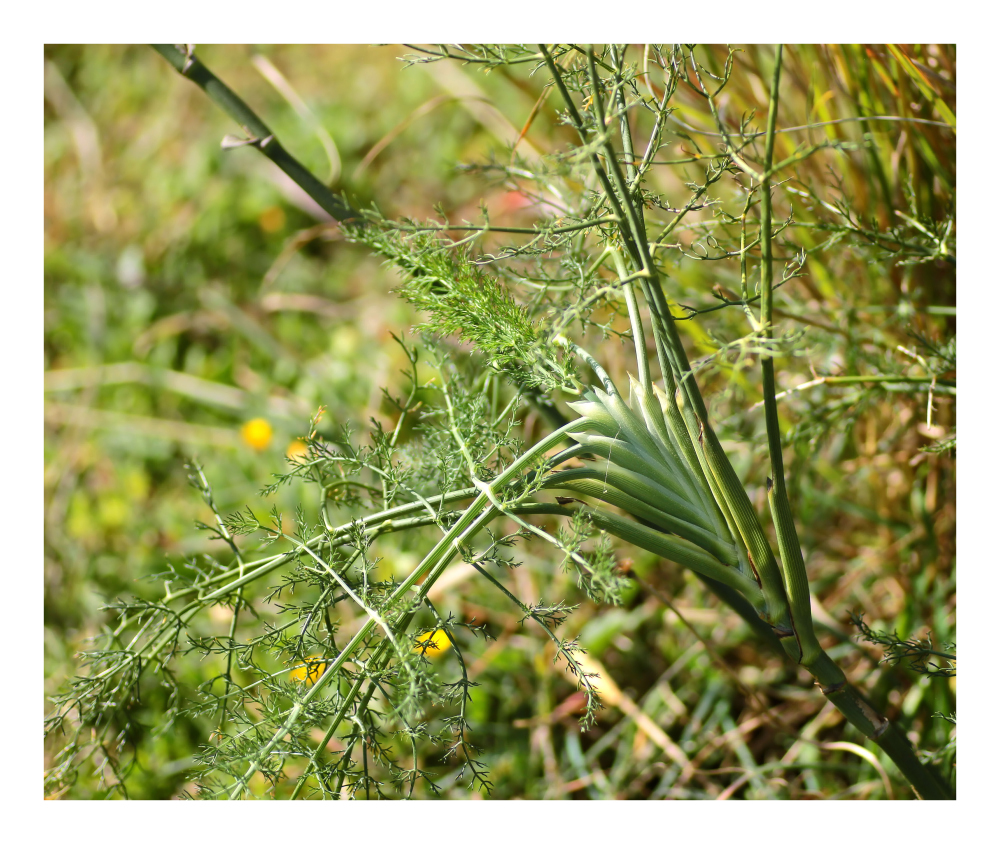 wilder Fenchel