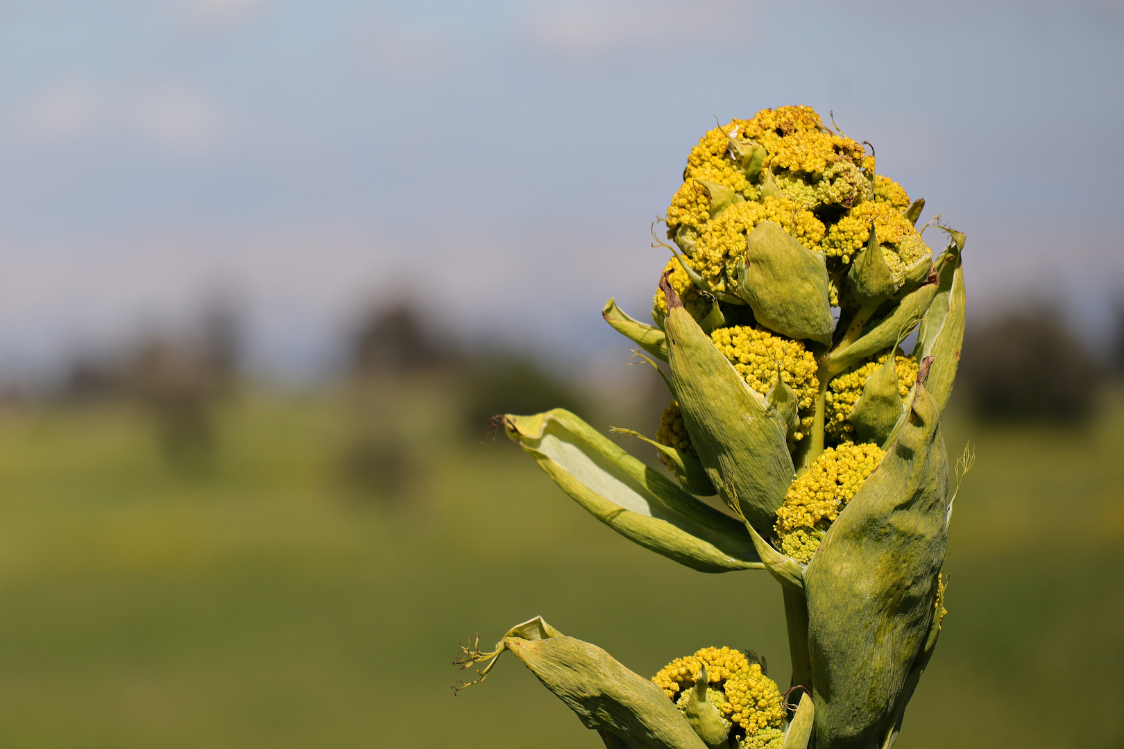 Wilder Fenchel