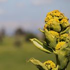 Wilder Fenchel