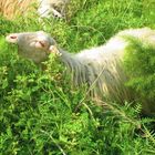 Wilder Fenchel schmeckt einfach saftig!