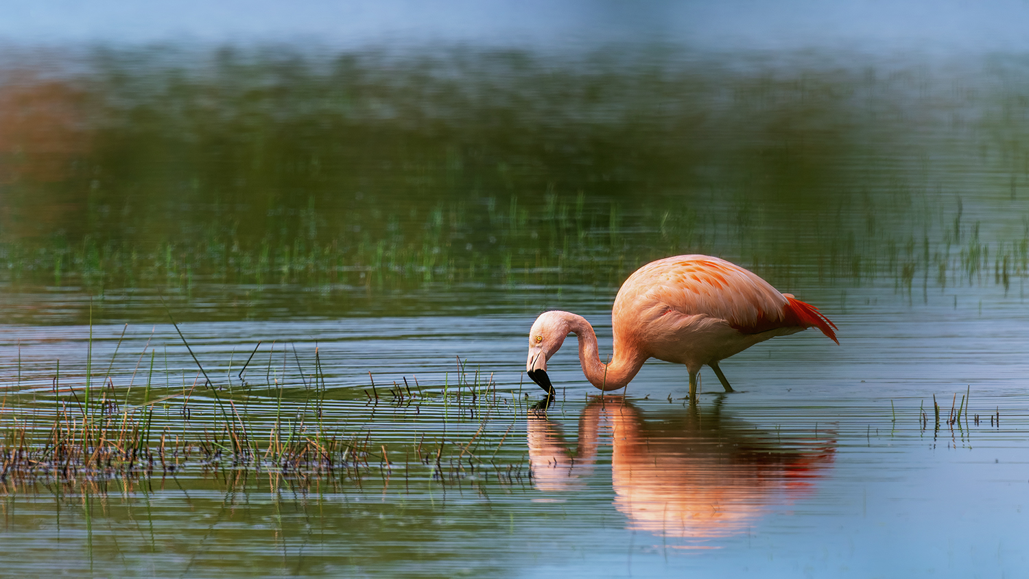 Wilder Flamingo auf Futtersuche