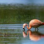 Wilder Flamingo auf Futtersuche