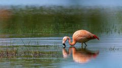 Wilder Flamingo auf Futtersuche