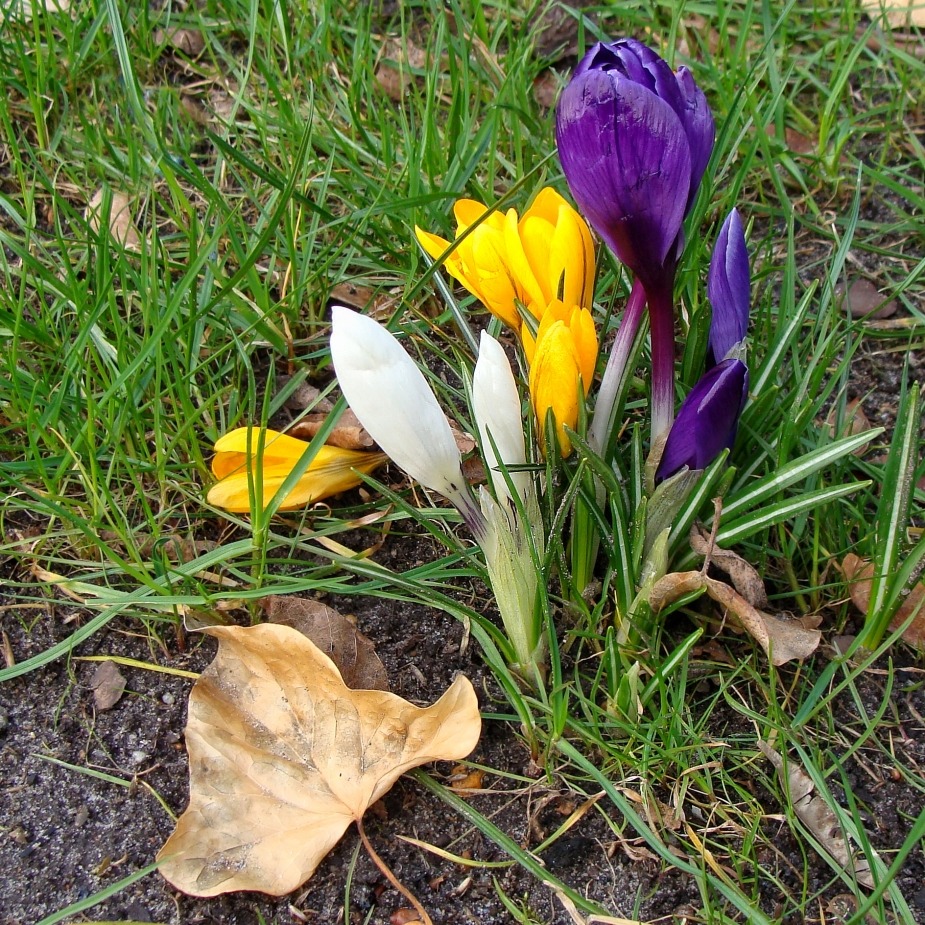 Wilder - Frühling.....