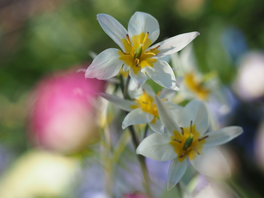 "Wilder Frühling"