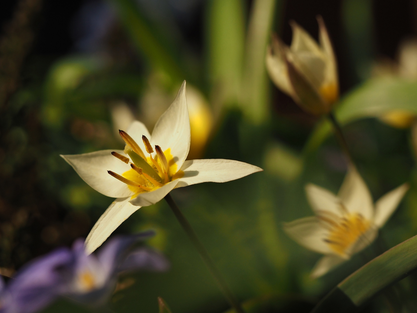 "Wilder" Frühling........