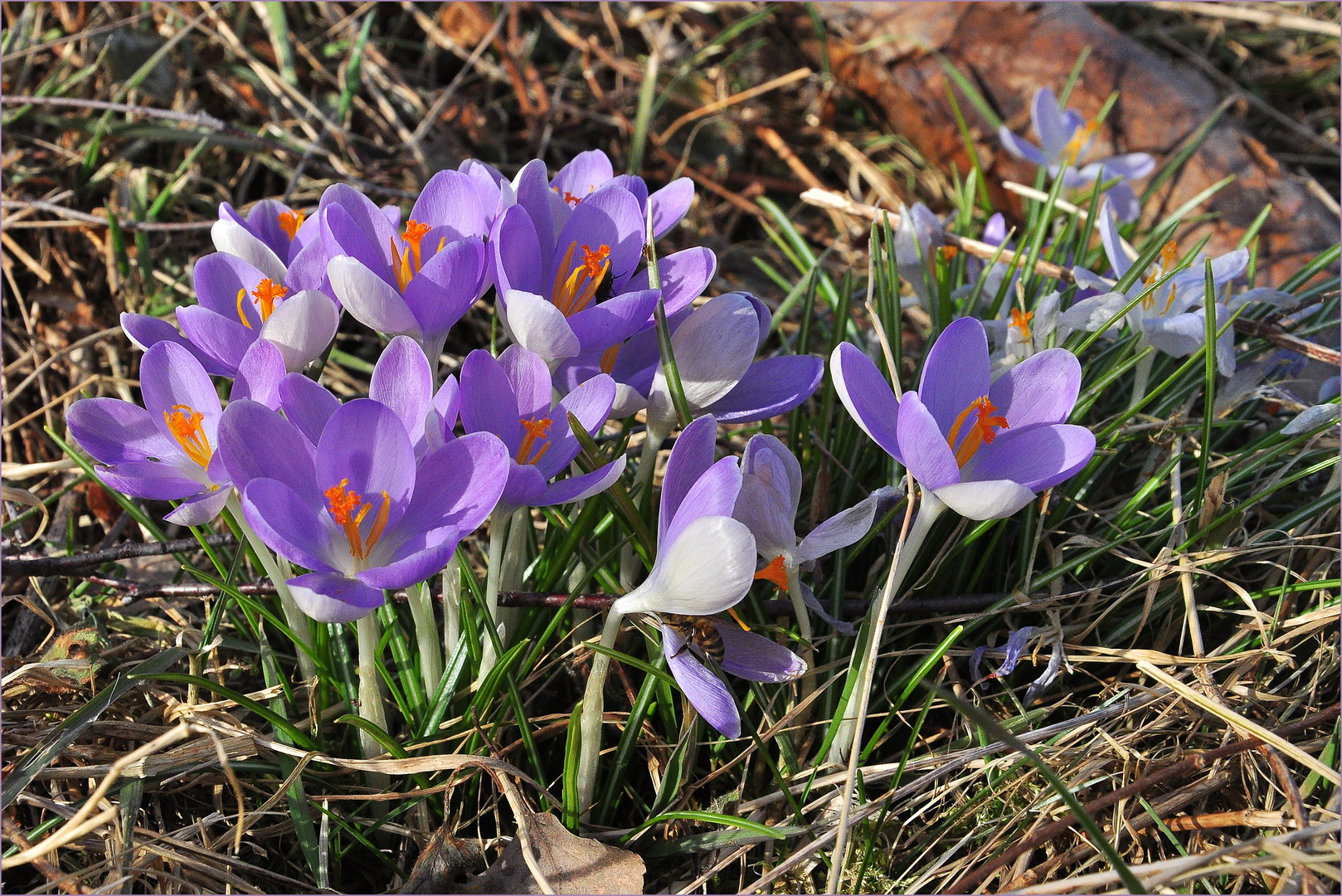 Wilder - Frühling....