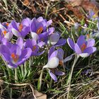 Wilder - Frühling....