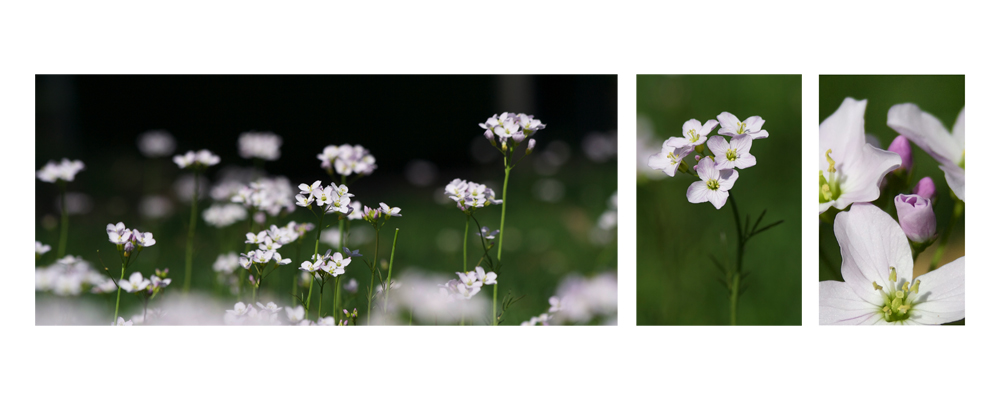 Wilder Frühling