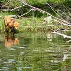 wilder Fuchs an der Havel