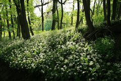 Wilder Garlic (Bärlauch-) Wald