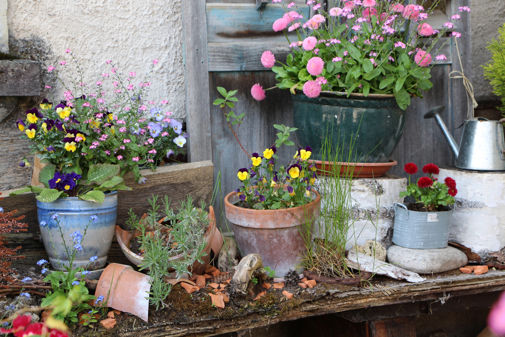 Wilder Garten Foto & Bild natur, blumen, pflanzen Bilder