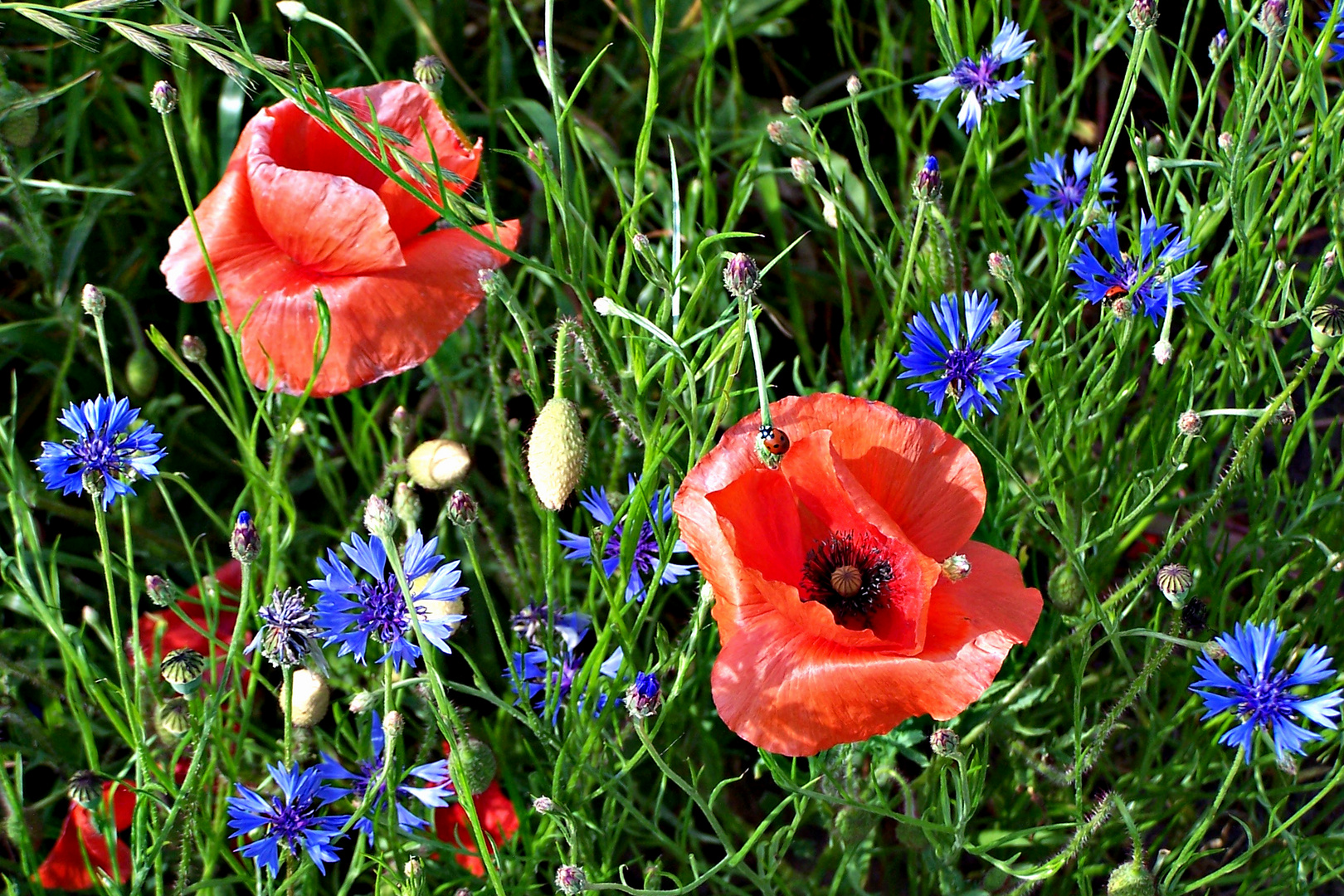 Wilder Garten Foto & Bild pflanzen, pilze & flechten
