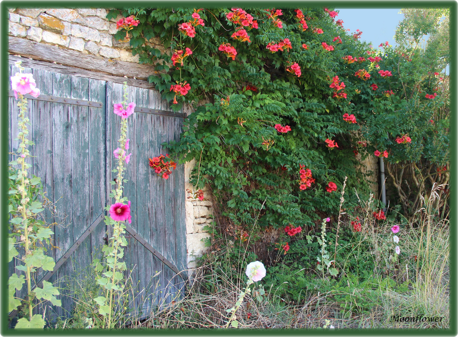Wilder Garten… Foto & Bild europe, france, poitou