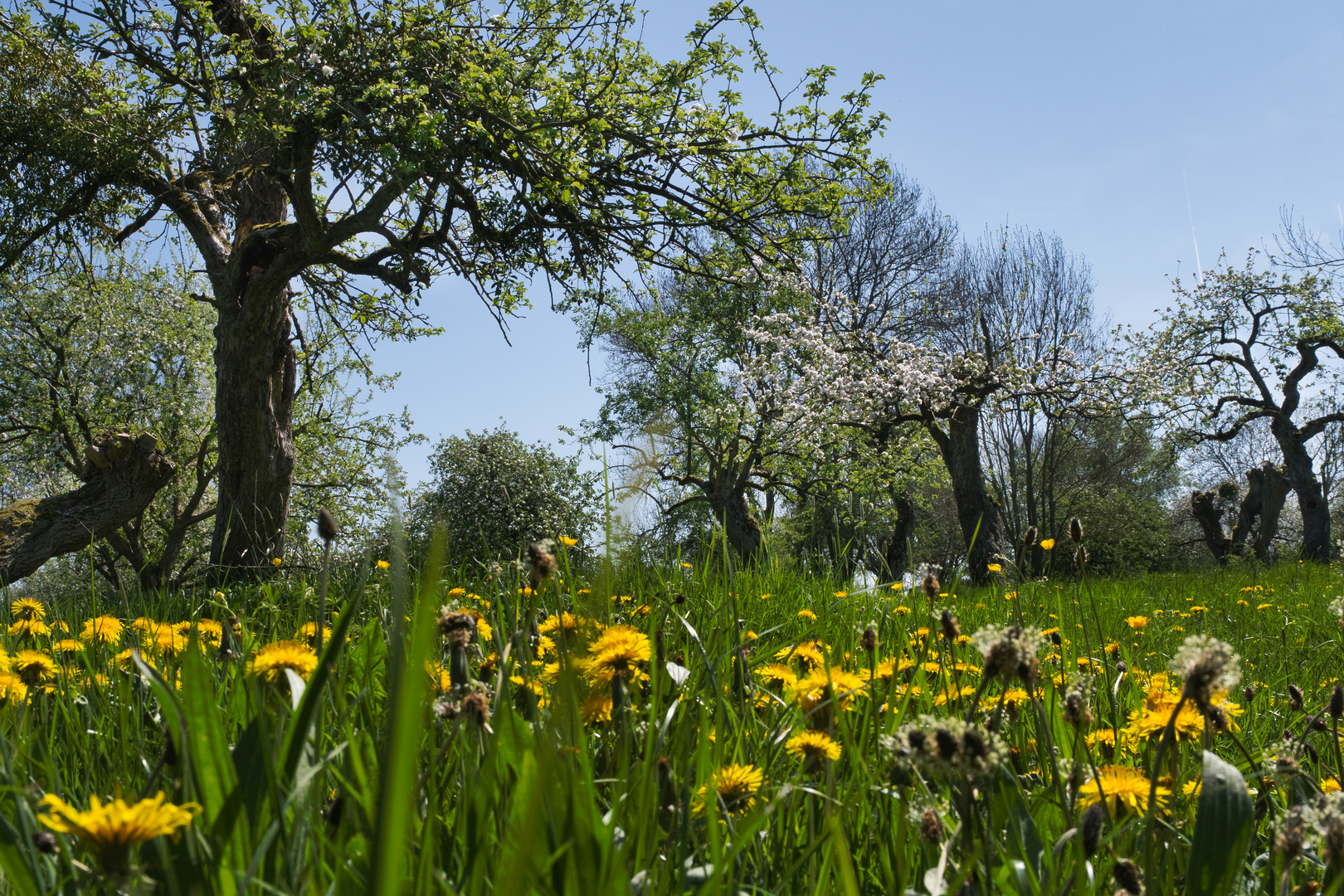 wilder Garten Foto & Bild world, bäume, wiese Bilder auf