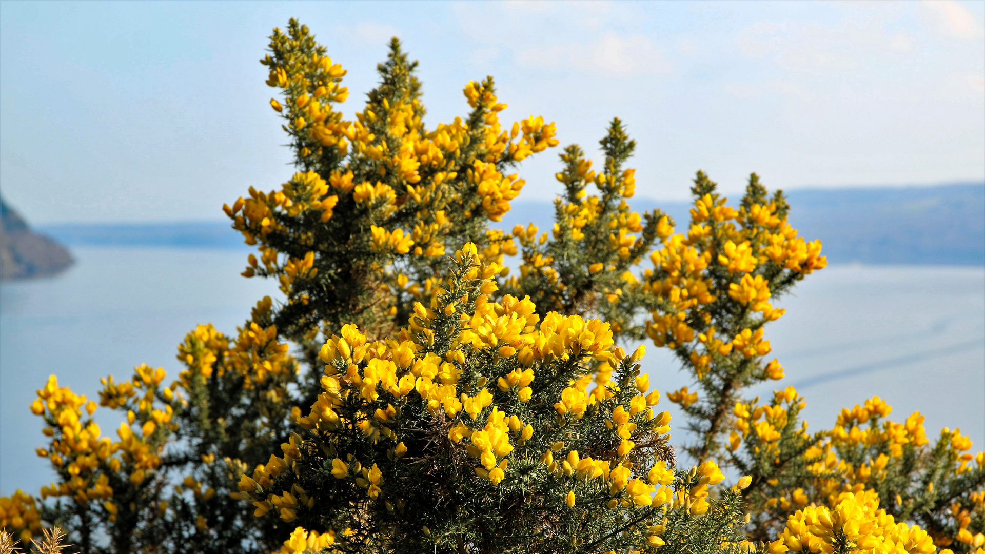 Wilder Ginster am Loch Ness in Schottland