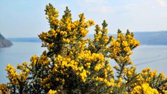 Wilder Ginster am Loch Ness in Schottland