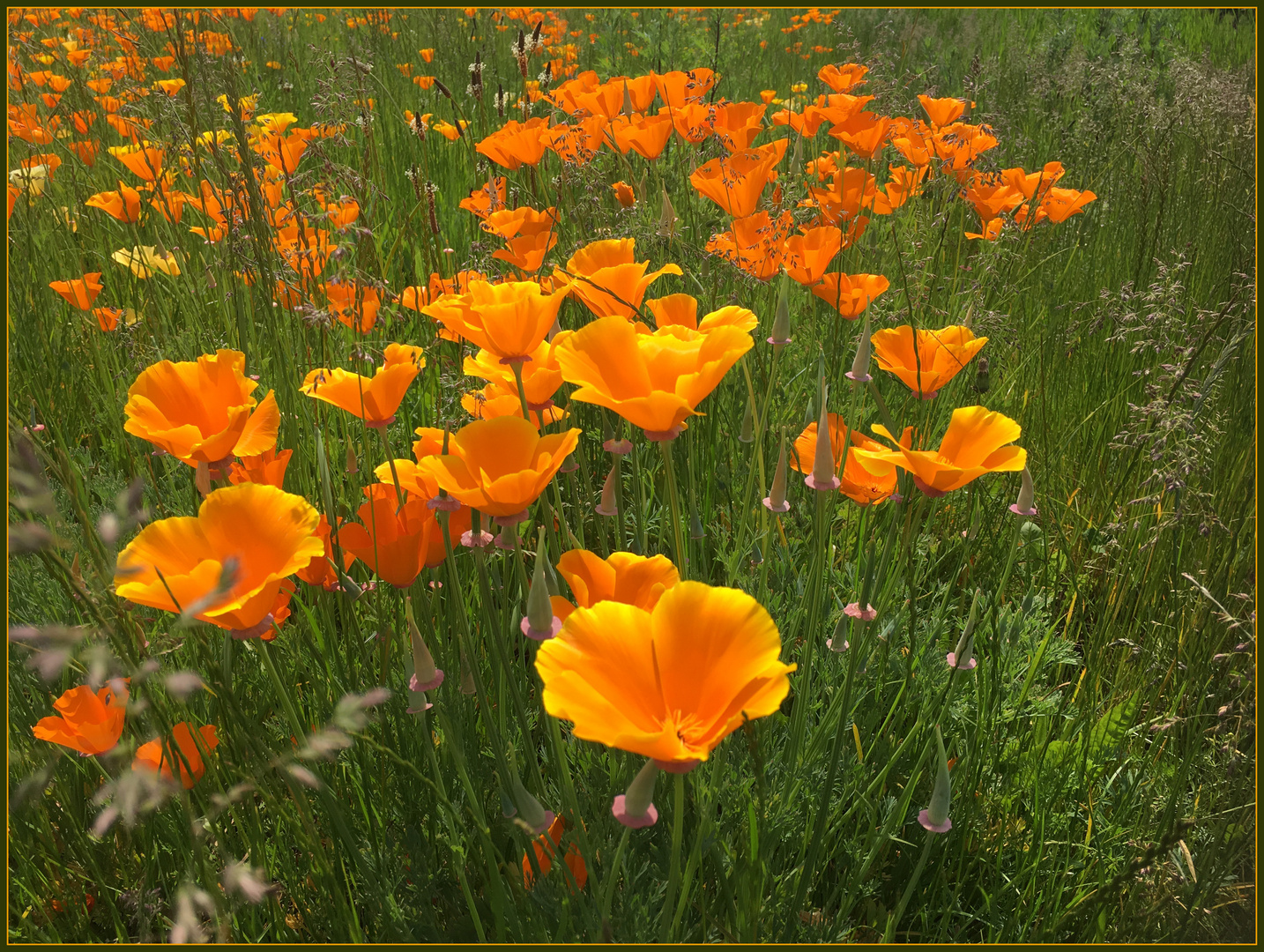 Wilder Goldmohn...