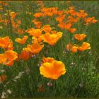 Wilder Goldmohn...